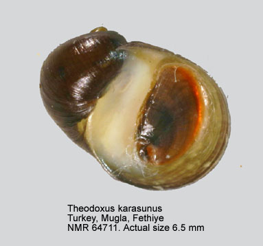 Theodoxus karasunus.jpg - Theodoxus karasunus (Mousson,1874)